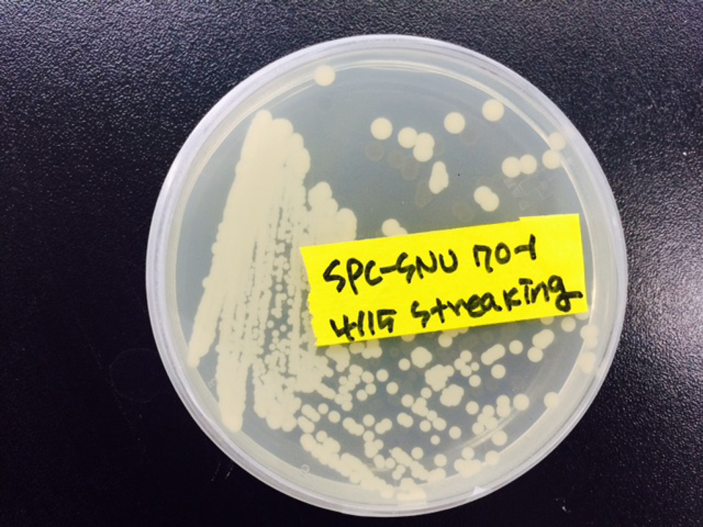 누룩에서 발굴한 토종효모