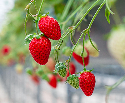진주팜 딸기농가