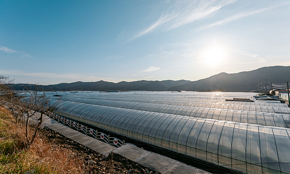 진주농·진주팜 딸기농가