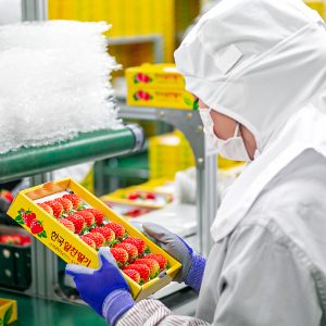 진주팜 딸기농가