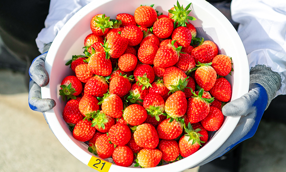 진주농·진주팜 딸기농가