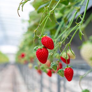 진주팜 딸기농가