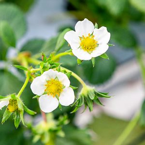 진주팜 딸기농가