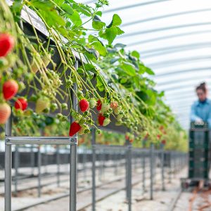 진주팜 딸기농가