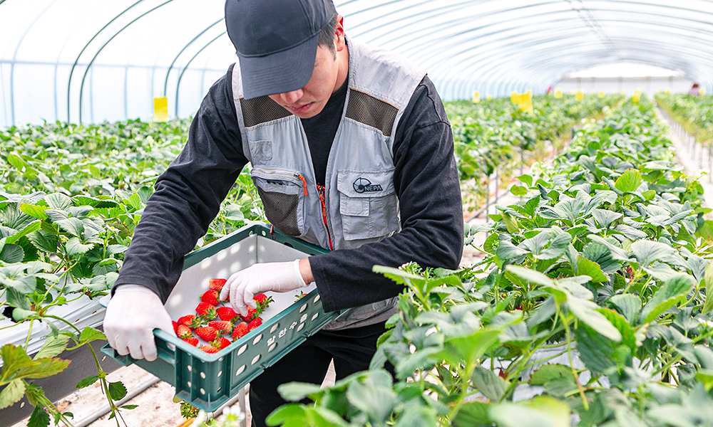 진주팜 딸기농가