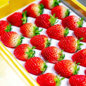 진주팜 딸기농가