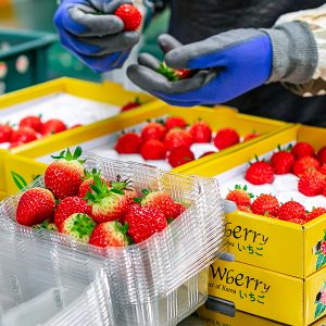 진주팜 딸기농가