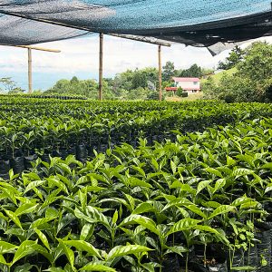 콜롬비아 엘파라이소 농장