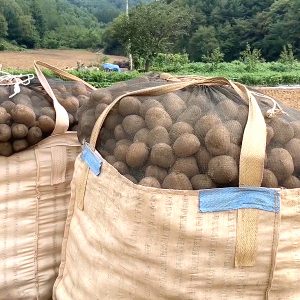 강원도 평창에서 수확한 감자