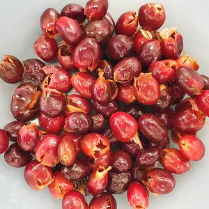 분리된 커피 체리 분리된 커피 체리