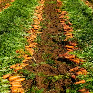 수확 직후의 제주 구좌 당근