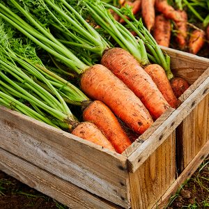 박스에 담긴 제주 구좌 당근