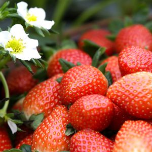 논산에서 수확된 청정 딸기 논산에서 수확된 청정 딸기
