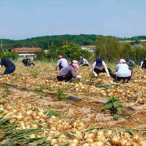 양파를 수확하는 모습