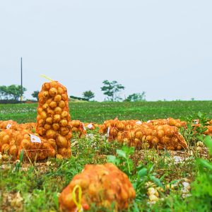 우리나라 대표적인 양파 생산지