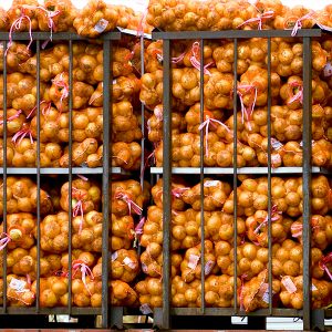 좋은 품질을 자랑하는 무안 양파