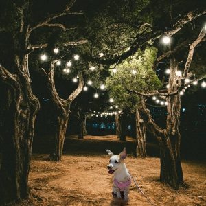 부산시민공원 (사진 출처: Instagram @hello.mong9) 부산시민공원 (사진 출처: Instagram @hello.mong9)