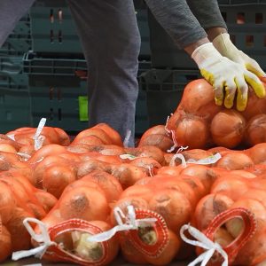 농민들이 정성을 다해 수확한 양파