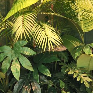 잠바주스의 아이덴티티 컬러 진녹색 잠바주스의 아이덴티티 컬러 진녹색