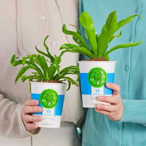 쉐이크쉑에서 이벤트를 통해 증정한 파초일엽 고사리 쉐이크쉑에서 이벤트를 통해 증정한 파초일엽 고사리