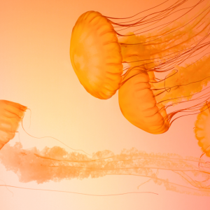 Texture_Jelly Texture_Jelly