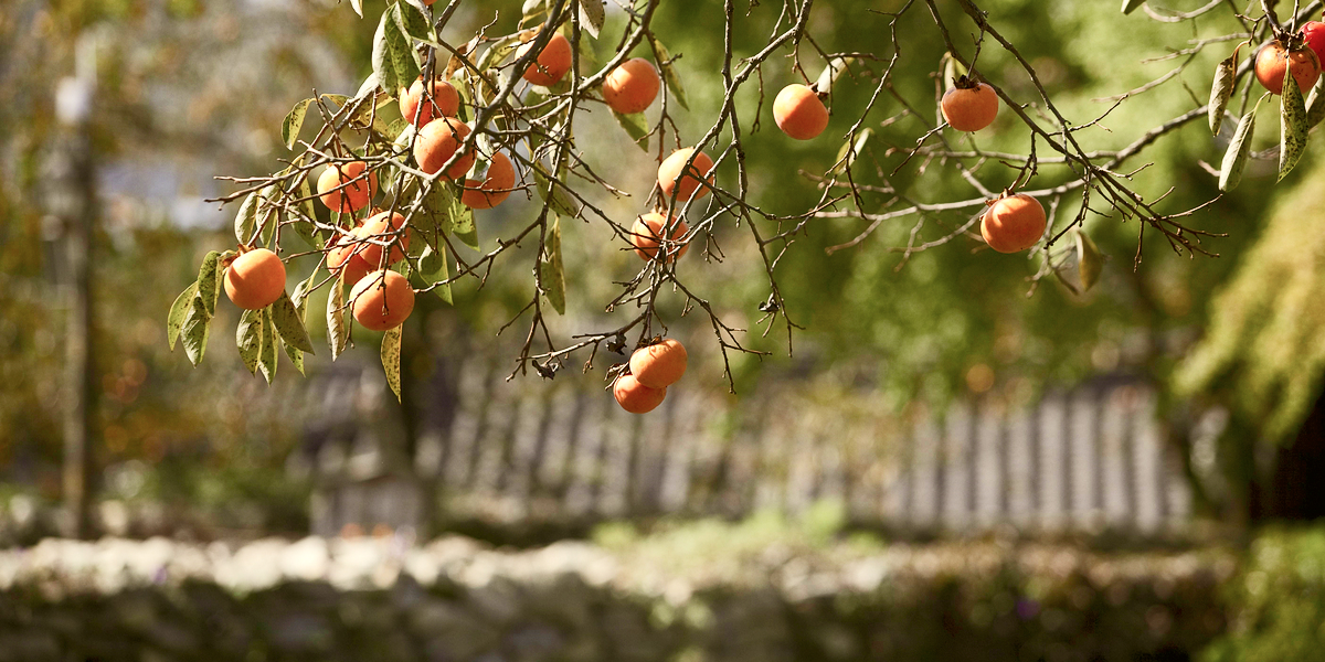 시골_감나무가_있는_풍경